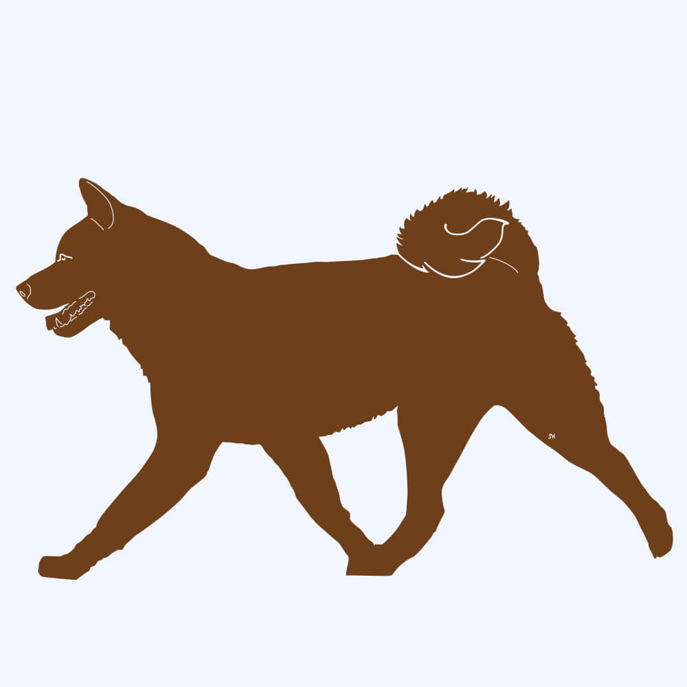 Rostfigur-Prototyp – rostbraun eingefärbte Form der Hunderasse American-Akita