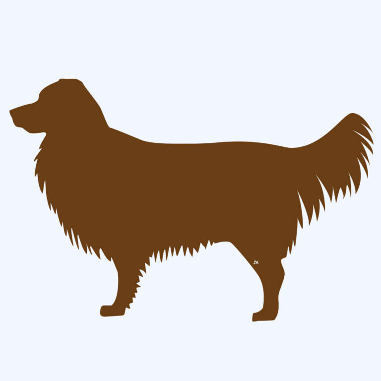 Rostfigur-Prototyp – rostbraun eingefärbte Form der Hunderasse Australian Shepherd