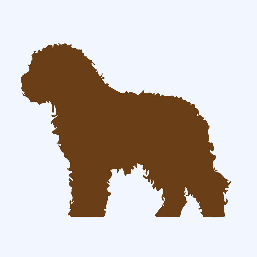 Rostfigur-Prototyp – rostbraun eingefärbte Form der Hunderasse Barbet