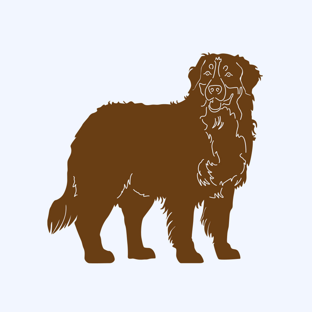 Rostfigur-Prototyp – rostbraun eingefärbte Form der Hunderasse Berner Sennenhund stehend