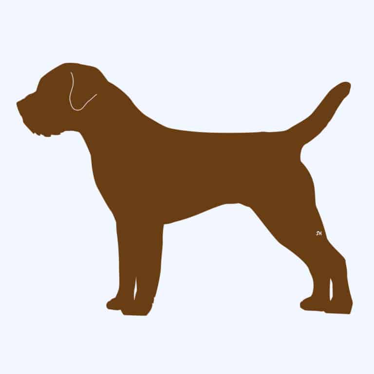 Rostfigur-Prototyp – rostbraun eingefärbte Form der Hunderasse Border Terrier