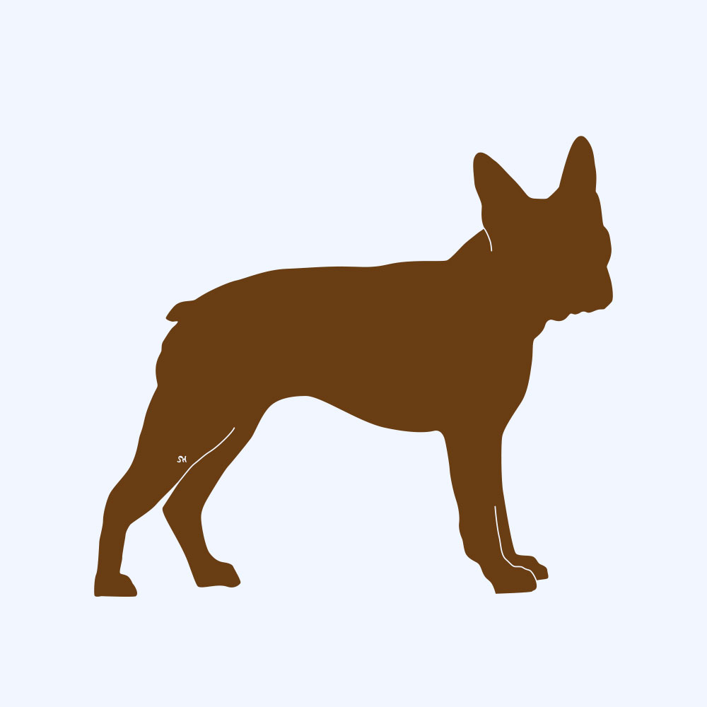Rostfigur-Prototyp – rostbraun eingefärbte Form der Hunderasse Boston Terrier