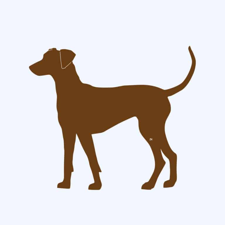 Rost-Prototyp – rostbraun gefärbte Form der Hunderasse Deutscher Pinscher