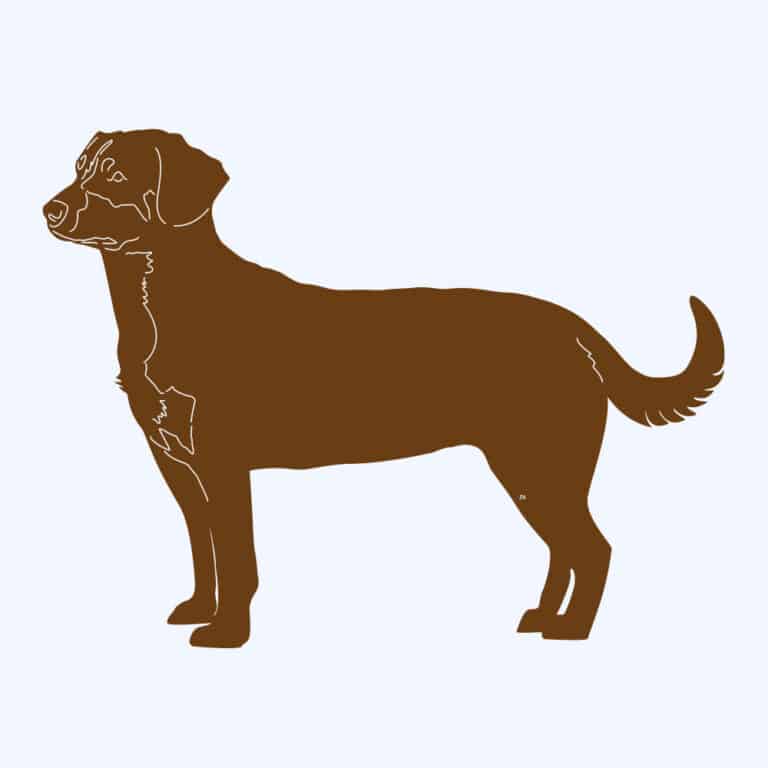 Rostfigur-Prototyp – rostbraun eingefärbte Form der Hunderasse Entlebucher Sennenhund