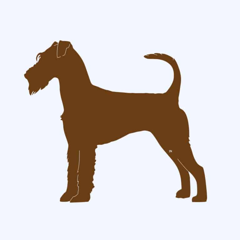 Rostfigur-Prototyp – rostbraun eingefärbte Form der Hunderasse Irish Terrier