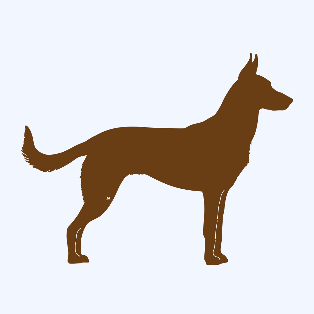 Rostfigur-Prototyp – rostbraun eingefärbte Form der Hunderasse Malinois