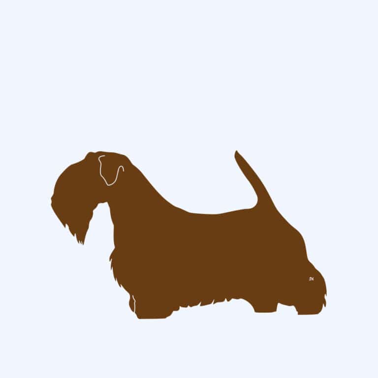 Rost-Prototyp – rostbraun gefärbte Form der Hunderasse Sealyham Terrier