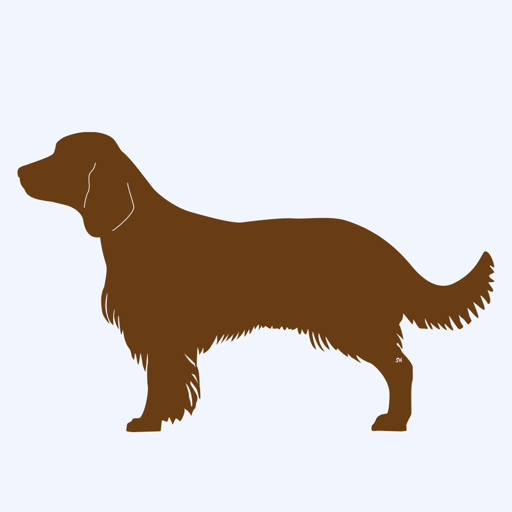 Rost-Prototyp – rostbraun gefärbte Form der Hunderasse Spaniel