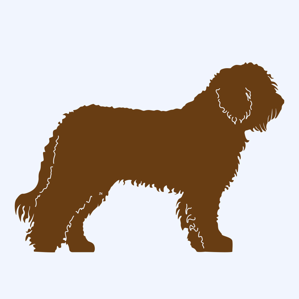 Rost-Prototyp – rostbraun gefärbte Form der Hunderasse spanischer Wasserhund